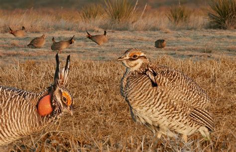 Grassland Conservation Audubon New Mexico