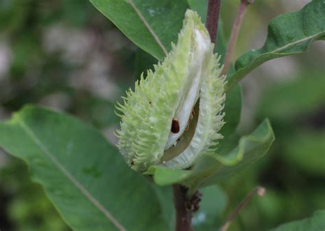 Grassland biodiversity is blowing in the wind Science Codex