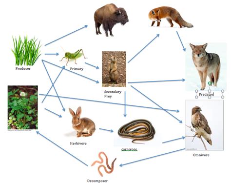 Grassland food web. Things To Know About Grassland food web. 