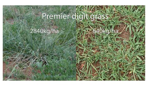 Grassmanship: Increase dry matter per hectare by controlling …