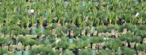 Grasstrees (blackboys) For Sale in PERTH, Western Australia for sale