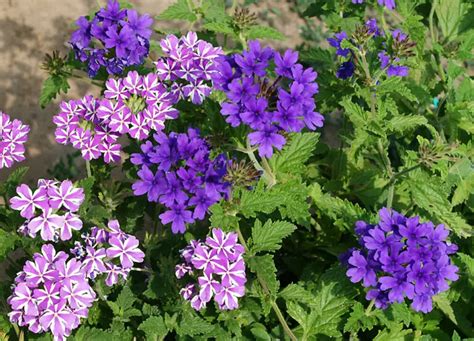 Learn how to grow and care for verbena plants, also called ver