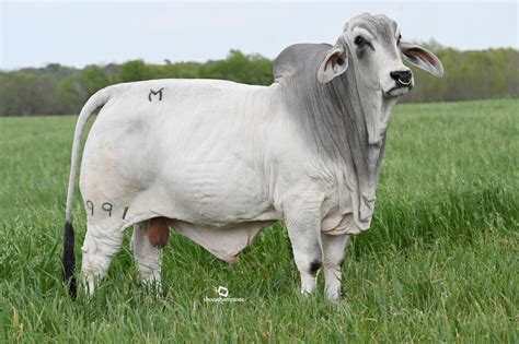 Gray Brahman Bulls For Sale in Texas Moreno Ranches