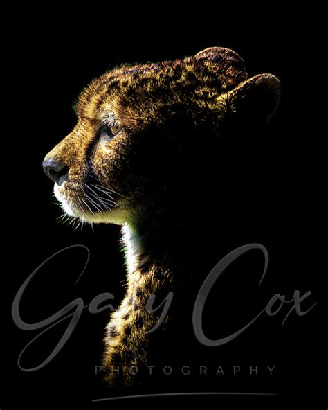 Gray Cox Messenger Gaoping