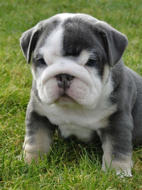 Gray English Bulldog Puppy