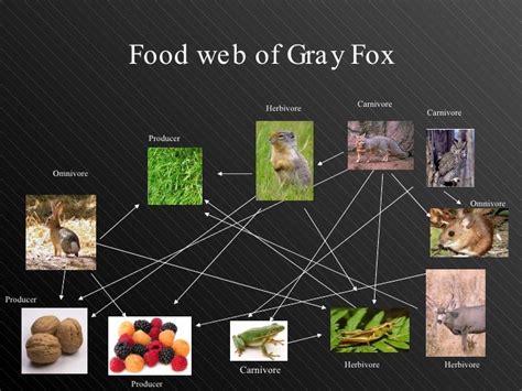 Gray Fox Food Chain