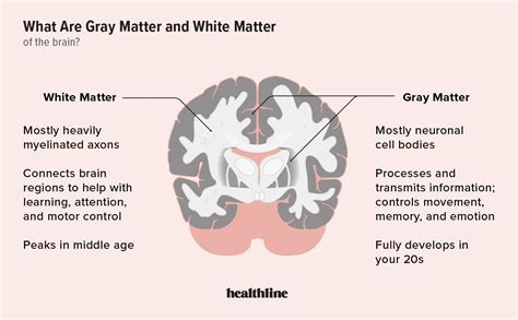 Gray Matter vs. White Matter Differences in Brain Function