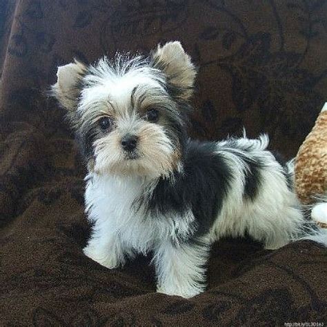 Feb 10, 2022 · How AKC approved Black And White Yorkie color (and other Yorkie colors) 2. History has not been kind to Black And White Parti Yorkies. 3. The coat of the Black And White Parti Yorkies can grow up to 2 feet long if left unattended. 4. They are classified as a Toy breed because of their small size. 5. . 