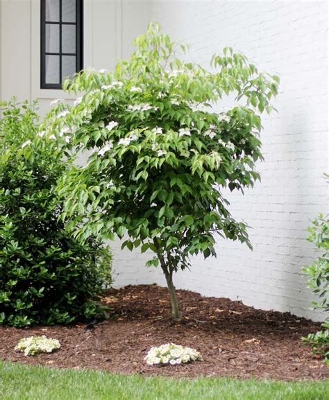 Gray dogwood Care (Watering, Fertilize, Pruning, Propagation ...