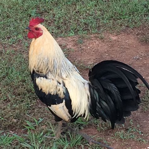 They are also gentle with children, rarely displaying aggressive tendencies. Since this breed can fly high, make sure your fence is high enough or invest in an enclosed run. If you’re looking to add a rooster to your backyard flock, adding a Langshan can offer a lovely aesthetic and functional value. 9. Sebright Rooster.