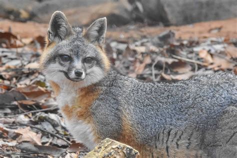 Gray fox lending. Grey foxes measure around 32 to 45 inches in length, including their bushy tails, and typically weigh between 7 to 15 pounds. 2. What do grey foxes eat? Grey foxes have an omnivorous diet, feeding on a variety of foods including small mammals, birds, reptiles, insects, fruits, and berries. 3. 