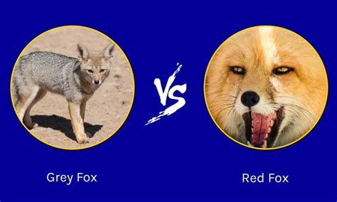 Gray fox vs red fox. The gray fox is smaller than the red fox, standing about 38 cm (15 inches) at the shoulder and weighing 3.2-4.5 kg (7-10 lbs.). Fur color is gray with rust-colored areas under the throat, on the sides of the neck, and on the legs. A black-tipped tail distinguishes the gray fox from the red fox, whose tail has a white tip. 