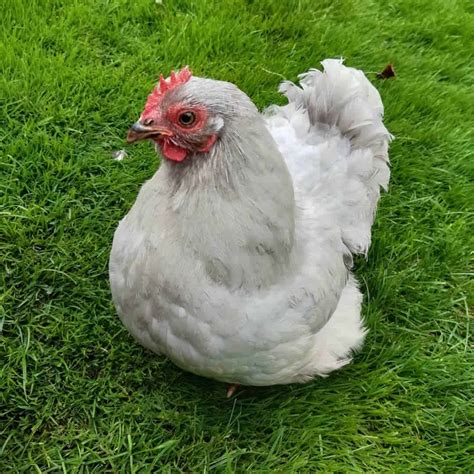 Gray hen Definition & Meaning - Merriam-Webster