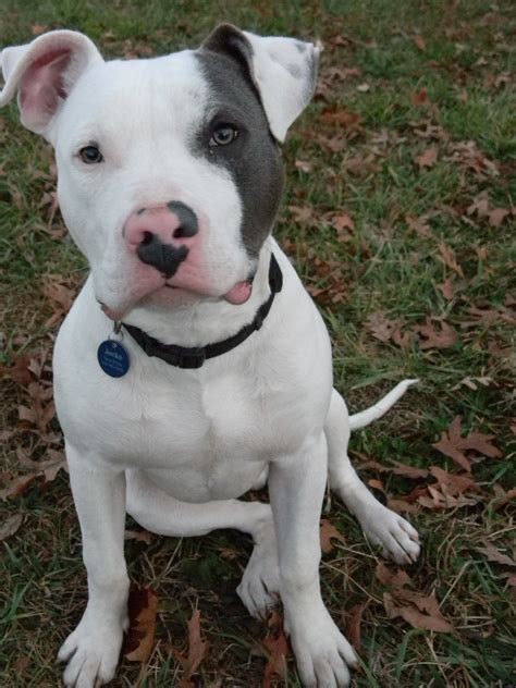Another pitbull color that has a matchin