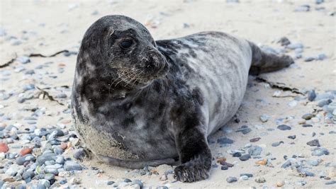 Gray seals on the island of Heligoland Britannica