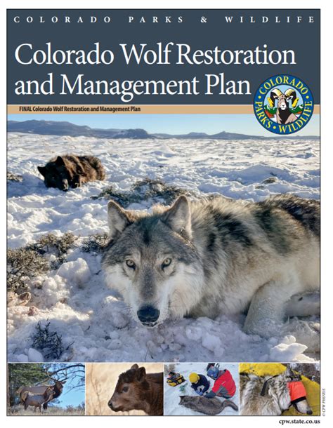 Gray wolf restoration and management plan near completion