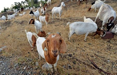 Grazing goats sought for wildfire protection at Lick Observatory