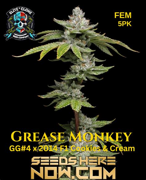 Grease monkey seeds canada.  No promo code required.  Join the tens of I've been using duckduc...