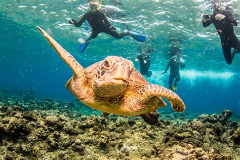 Great Barrier Reef Marine Wildlife Guide - Divers Den