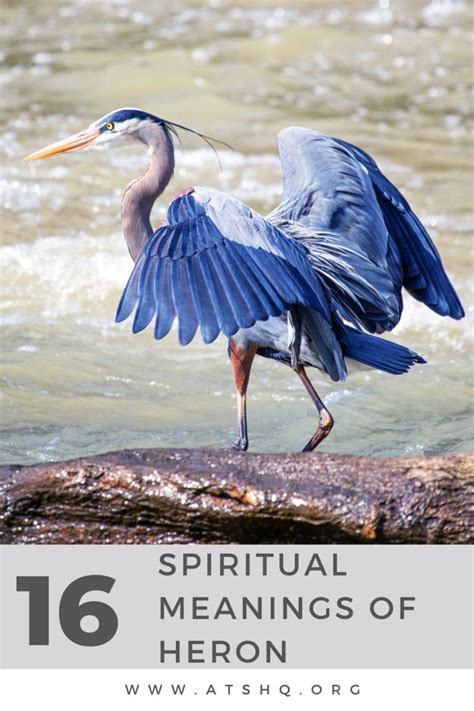 Great Blue Heron Meaning And Symbolism