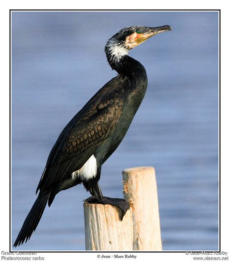 Great Cormorant - Phalacrocorax carbo - oiseaux