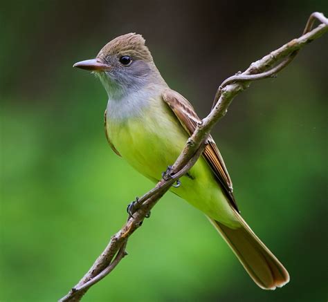 Great Crested Flycatcher - eBirdr