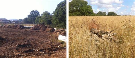 Great Crested Newt Mitigation Babec Ecological …