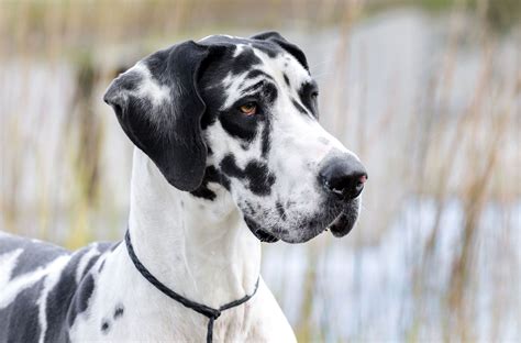 Great Dane & Skin Disease Cuteness