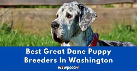 Great Dane Breeders in Washington (WA)