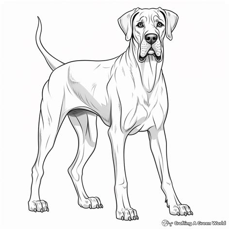 Great Dane Coloring