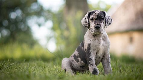 Great Dane Puppies Photos and Premium High Res Pictures