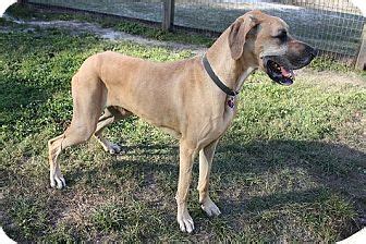 Great Dane Rescue Of South Florida - Jupiter Pet Shelter