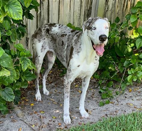 Great Dane Rescue of Tampa Bay, Inc.