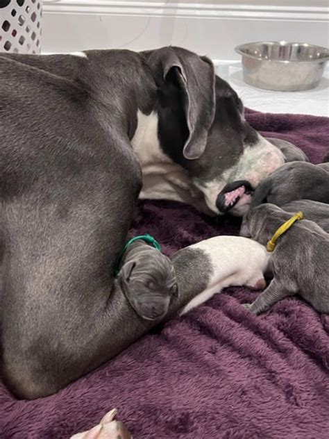 Great Dane gives birth to 15 pups, a record at North Carolina rescue