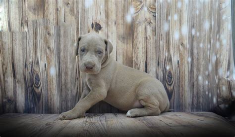 Great Danes of Montana - Facebook