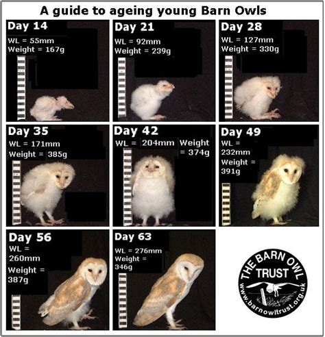 Great Horned Owl Age Chart