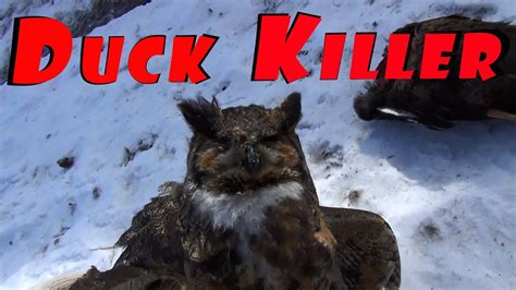 Great Horned Owl killing Ducks, Owl eats duck - YouTube