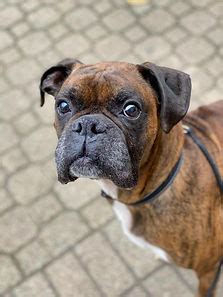 Great Lakes Boxer Rescue - Inicio - Facebook