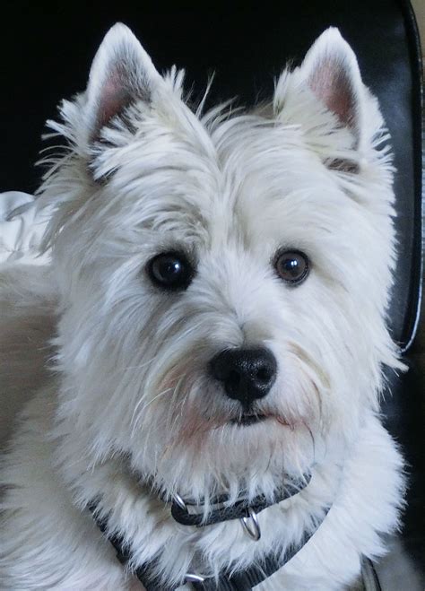 Great Lakes Westie Rescue, Inc. - Home - Facebook