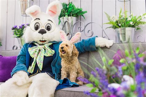 Great Mall in Milpitas hosts Bunny Photo Experience