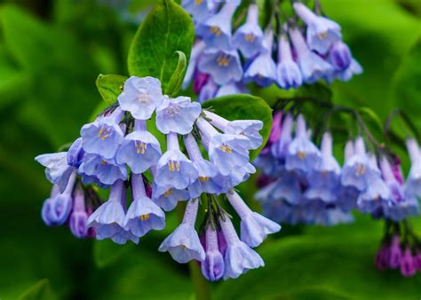 Great North American Plants for Shade in New England