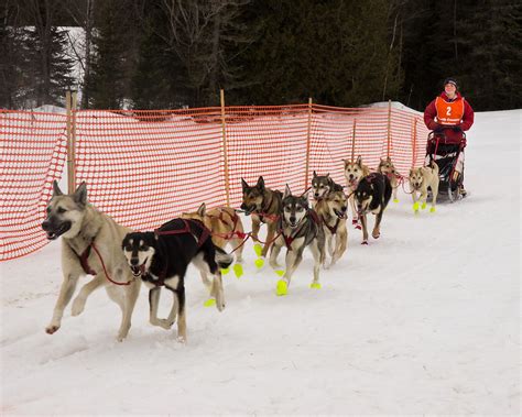 Great North Woods Sleddog Challenge