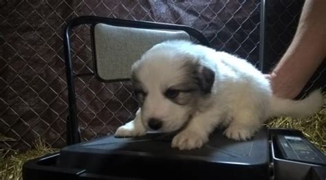 Great Pyrenees For Sale in Springfield (4) Petzlover