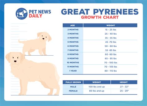 Great Pyrenees Growth Chart Weight & Size Chart - Dog Food …