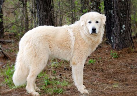 Great Pyrenees as a Livestock Guardian