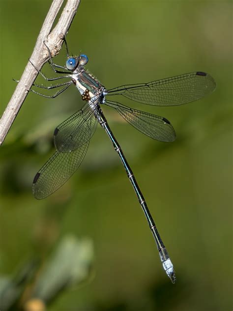 Great Spreadwing Arizona Dragonflies