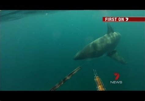 Great White Bites Surfer In Half - HuffPost