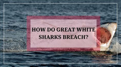 Great White Shark Breach Data Collection - Facebook