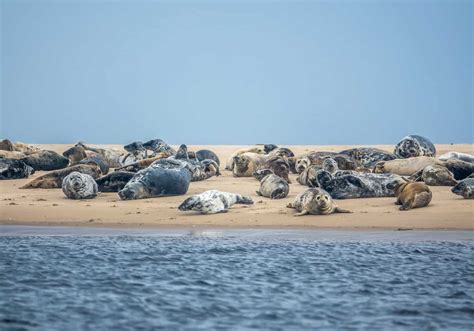 Great White Shark Tour, Seal Tour - Jail Break …