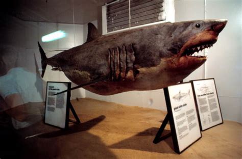 Great White Shark on display at "Sea World" - Orlando, Florida.